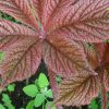 Rodgersia Dark Pokers